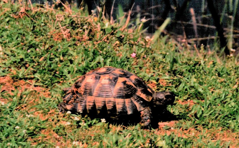 REIS NAAR NOORD-GRIEKENLAND – april 1994 –&nbsp;11