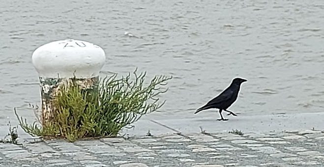 Mijnheer de Raaf aan de&nbsp;Schelde